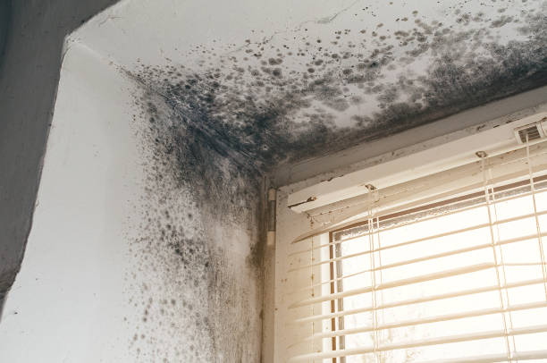 Affordable Mold Remediation solutions in Suitland, MD